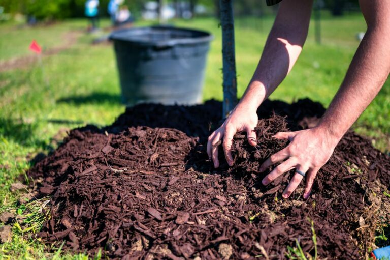 Close-up of hands planting a tree using mulch and soil in a sunny garden.