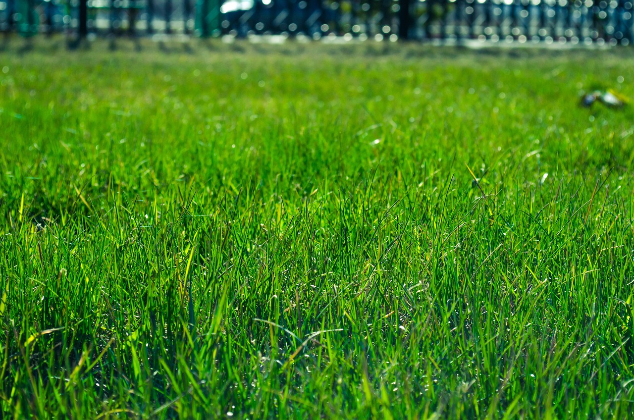 lawn, grass, green