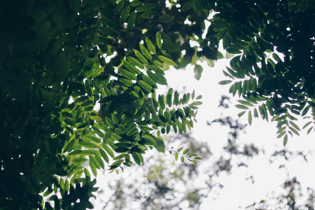 Green Leaves