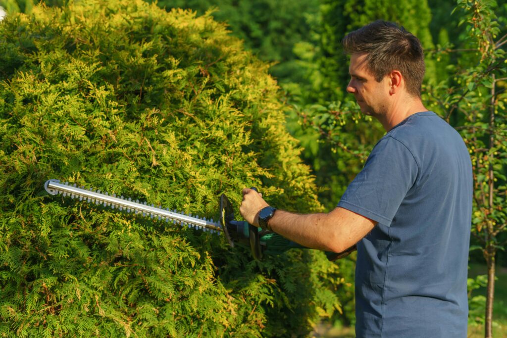 Man Cutting a Hedge with a Trimmer in the Garden