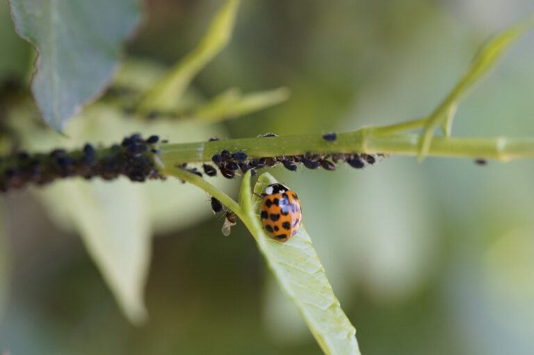 ladybug, asian ladybug, insect