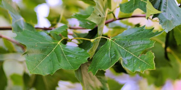 chestnut tree, leaves, foliage